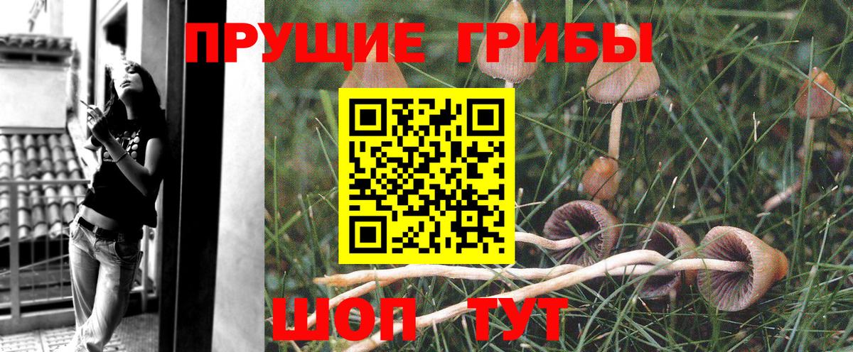 Псилоцибиновые грибы Psilocybine cubensis  Вход с VPN  Горячий Ключ  Псилоцибиновые грибы GOLDEN TEACHER 